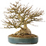 Acer buergerianum, 19 cm, ± 40 ans, avec un nebari de 10,5 cm