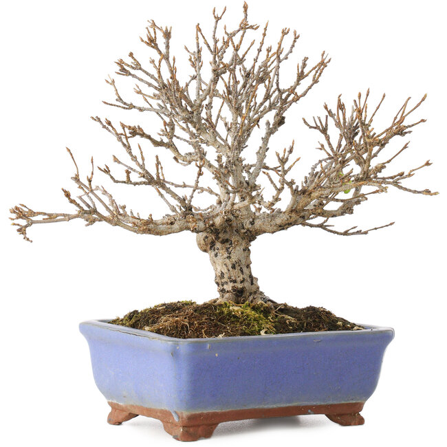 Acer buergerianum, 18,5 cm, ± 15 anni, con una crepa nel vaso lungo il bordo