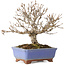 Acer buergerianum, 18,5 cm, ± 15 jaar oud, met een scheur in de pot over de lengte van de rand