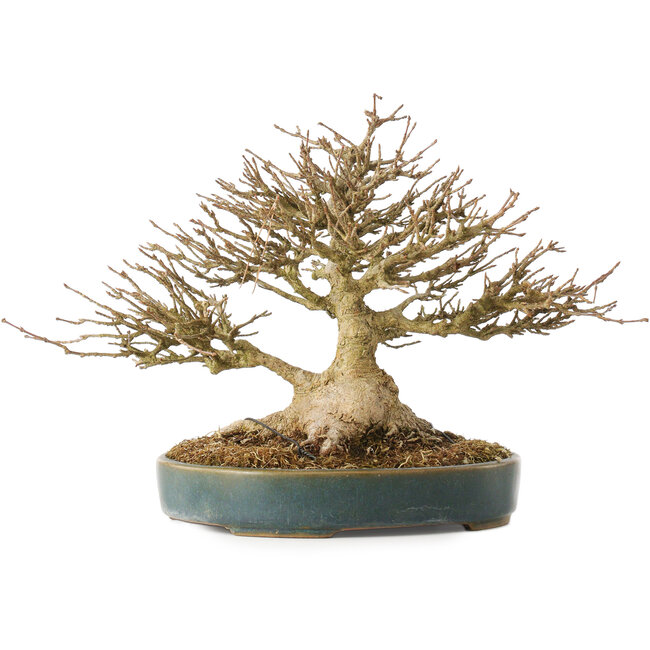 Acer buergerianum, 19 cm, ± 40 Jahre alt, mit einem Nebari von 10,5 cm