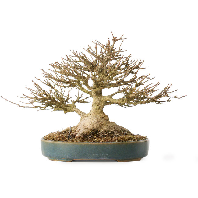 Acer buergerianum, 19 cm, ± 40 ans, avec un nebari de 10,5 cm