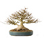 Acer buergerianum, 19 cm, ± 40 years old, with a nebari of 10,5 cm