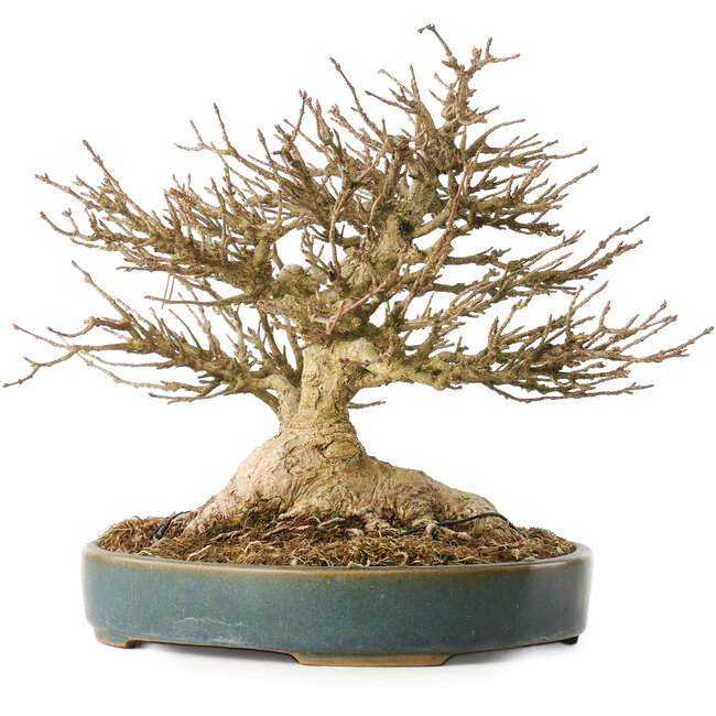 Acer buergerianum, 19 cm, ± 40 jaar oud, met een nebari van 10,5 cm