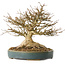Acer buergerianum, 19 cm, ± 40 ans, avec un nebari de 10,5 cm