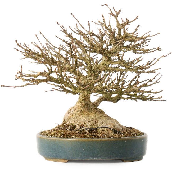 Acer buergerianum, 19 cm, ± 40 ans, avec un nebari de 10,5 cm