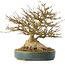 Acer buergerianum, 19 cm, ± 40 ans, avec un nebari de 10,5 cm