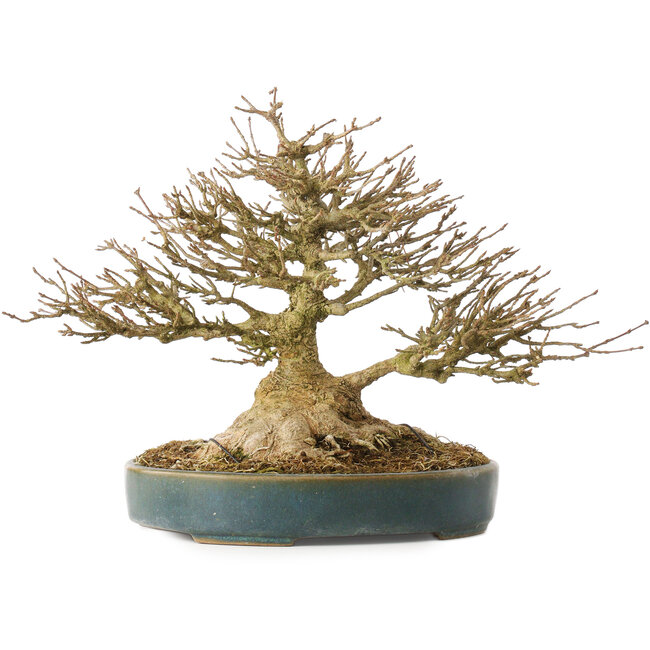 Acer buergerianum, 19 cm, ± 40 ans, avec un nebari de 10,5 cm