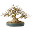 Acer buergerianum, 19 cm, ± 40 ans, avec un nebari de 10,5 cm