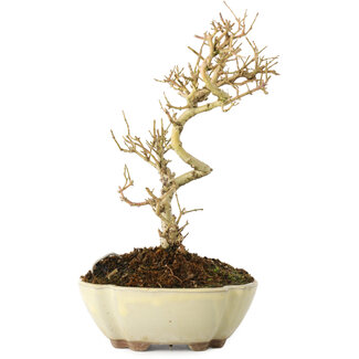 Ligustrum, 19 cm, ± 6 jaar oud
