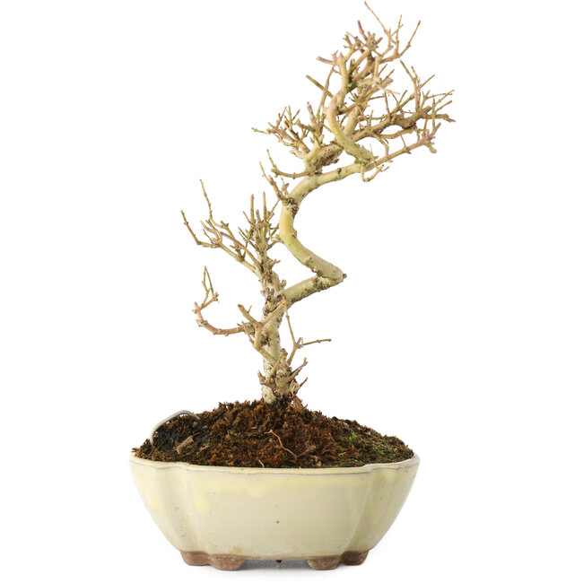 Ligustrum, 19 cm, ± 6 jaar oud