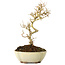 Ligustrum, 19 cm, ± 6 jaar oud