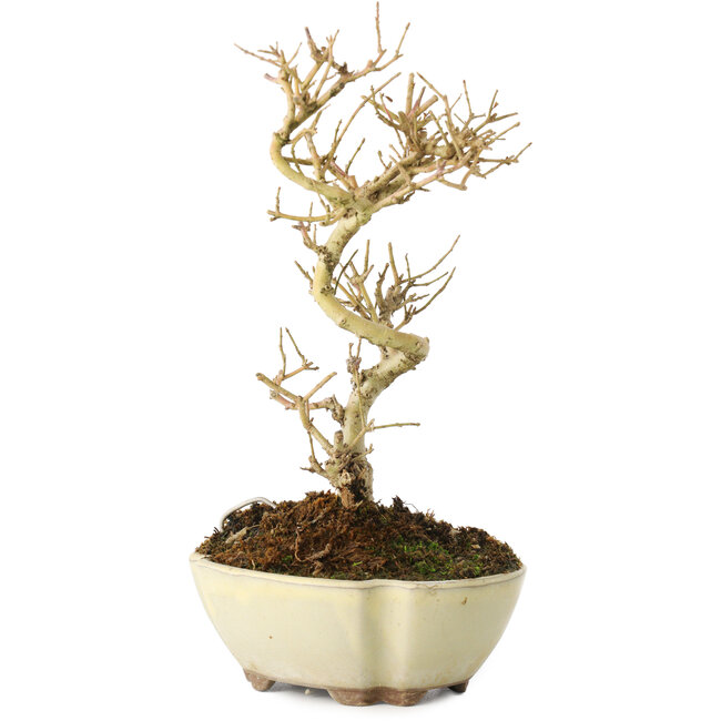 Ligustrum, 19 cm, ± 6 ans