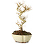 Ligustrum, 19 cm, ± 6 jaar oud