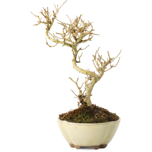 Ligustrum, 19 cm, ± 6 anni