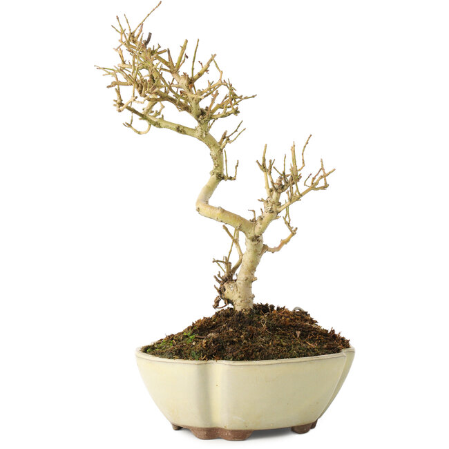 Ligustro, 19 cm, ± 6 años