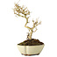 Ligustrum, 19 cm, ± 6 jaar oud