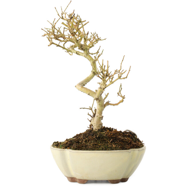 Ligustrum, 19 cm, ± 6 Jahre alt