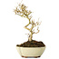 Ligustrum, 19 cm, ± 6 jaar oud