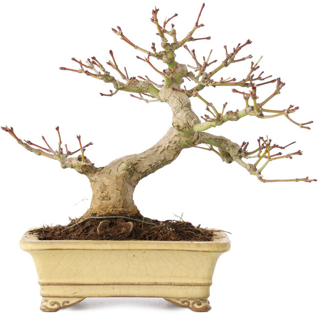 Acer palmatum, 18 cm, ± 20 years old