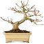 Acer palmatum, 18 cm, ± 20 Jahre alt