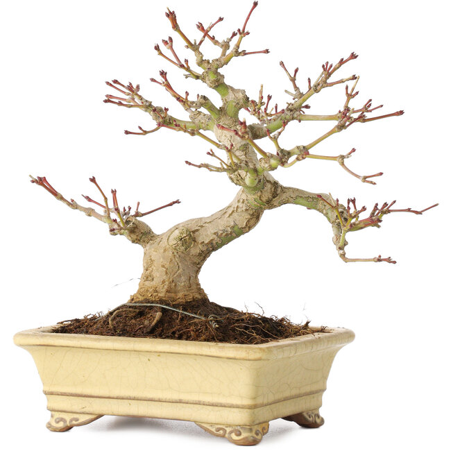 Acer palmatum, 18 cm, ± 20 ans