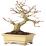 Acer palmatum, 18 cm, ± 20 Jahre alt