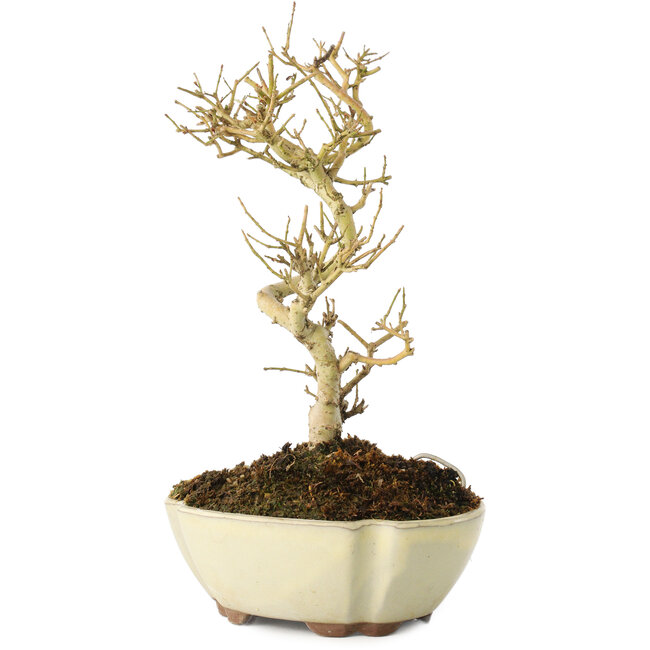 Ligustrum, 19 cm, ± 6 anni