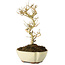 Ligustrum, 19 cm, ± 6 jaar oud