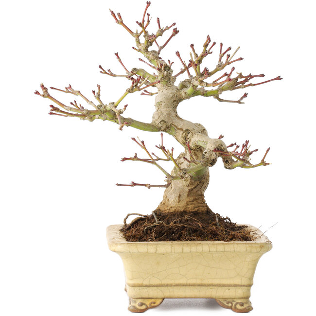 Acer palmatum, 18 cm, ± 20 años