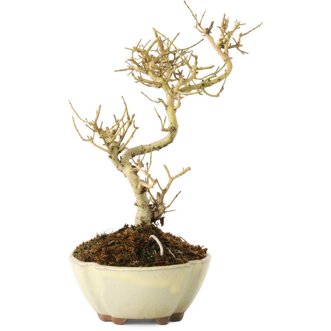 Ligustrum, 19 cm, ± 6 jaar oud