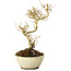 Ligustrum, 19 cm, ± 6 jaar oud