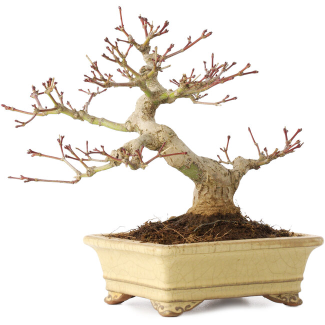 Acer palmatum, 18 cm, ± 20 ans