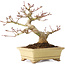 Acer palmatum, 18 cm, ± 20 years old