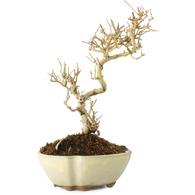 Ligustrum, 19 cm, ± 6 jaar oud