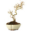 Ligustrum, 19 cm, ± 6 jaar oud