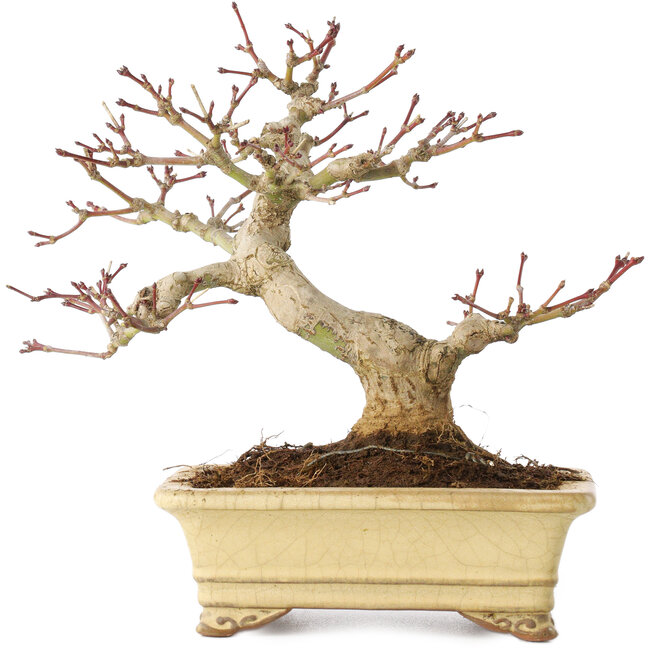 Acer palmatum, 18 cm, ± 20 años