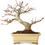 Acer palmatum, 18 cm, ± 20 years old