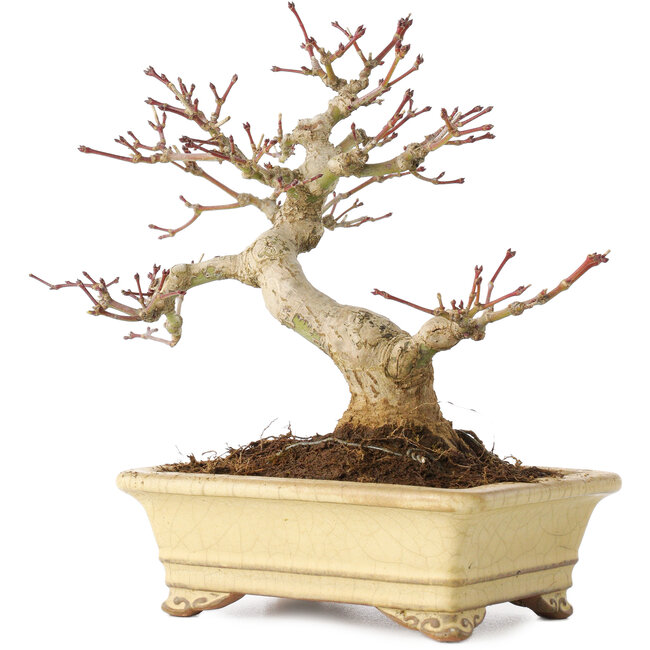 Acer palmatum, 18 cm, ± 20 años