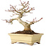 Acer palmatum, 18 cm, ± 20 Jahre alt
