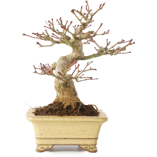 Acer palmatum, 18 cm, ± 20 ans
