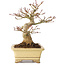 Acer palmatum, 18 cm, ± 20 years old