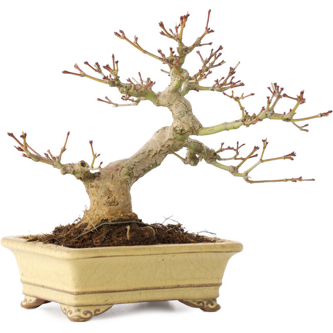 Acer palmatum, 18 cm, ± 20 anni