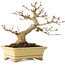 Acer palmatum, 18 cm, ± 20 years old