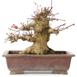 Acer palmatum, 15,5 cm, ± 20 years old