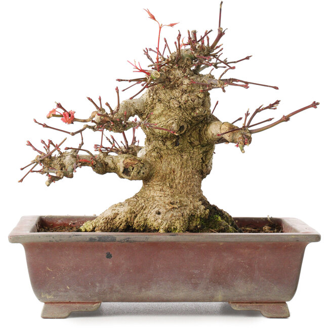 Acer palmatum, 15,5 cm, ± 20 years old