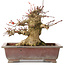 Acer palmatum, 15,5 cm, ± 20 anni