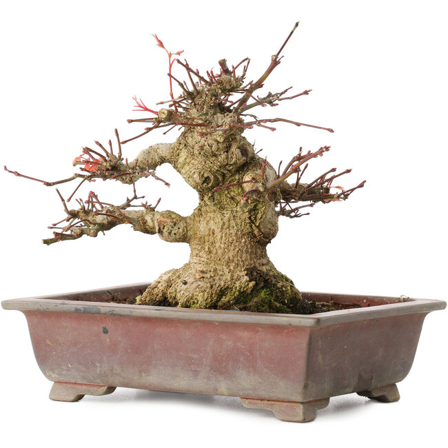 Acer palmatum, 15,5 cm, ± 20 years old