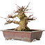 Acer palmatum, 15,5 cm, ± 20 years old