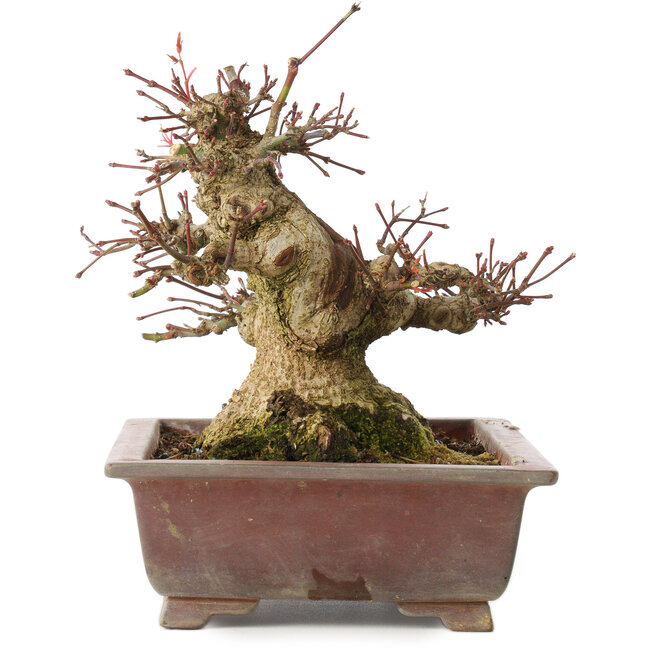 Acer palmatum, 15,5 cm, ± 20 years old