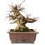 Acer palmatum, 15,5 cm, ± 20 years old